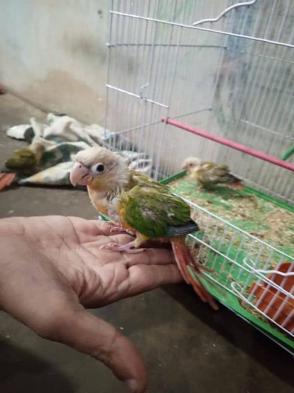 pineapple conure 11