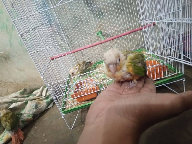 pineapple conure 14