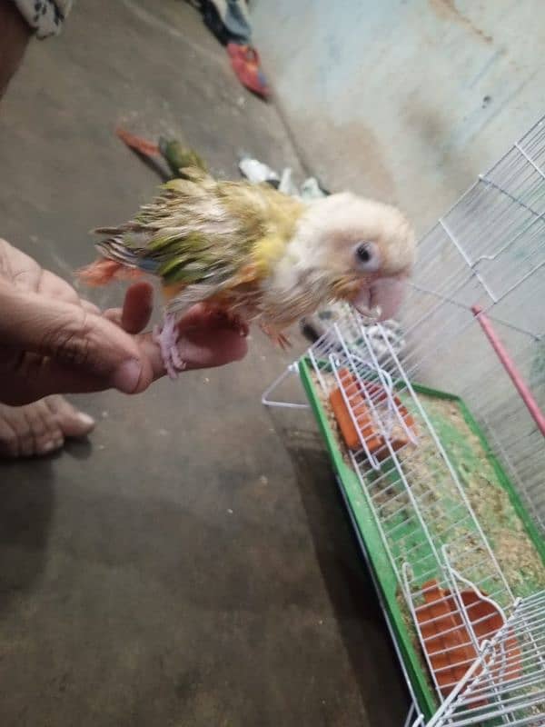 pineapple conure 15