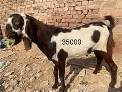 Bakra