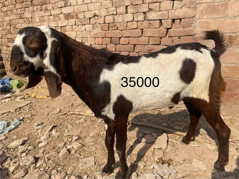 Bakra or dumba sale k lia available hn Multan rashesaabad mn 0