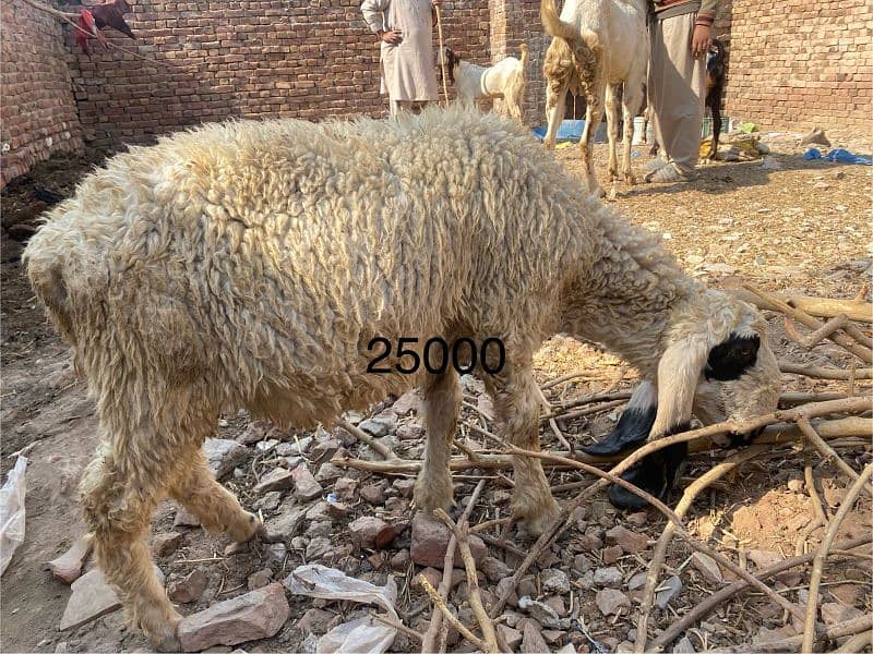 Bakra or dumba sale k lia available hn Multan rashesaabad mn 1