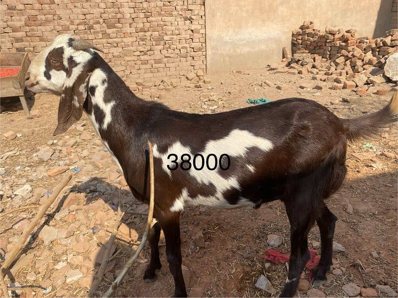 Bakra or dumba sale k lia available hn Multan rashesaabad mn 2