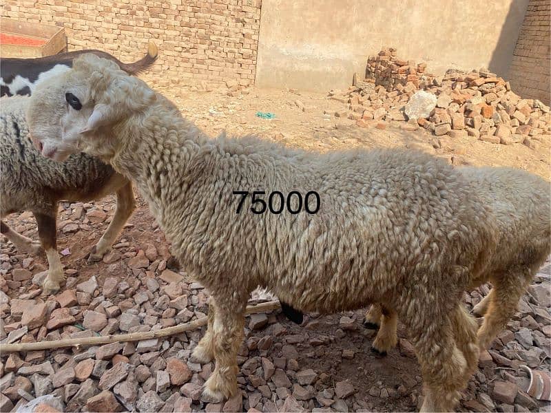 Bakra or dumba sale k lia available hn Multan rashesaabad mn 3