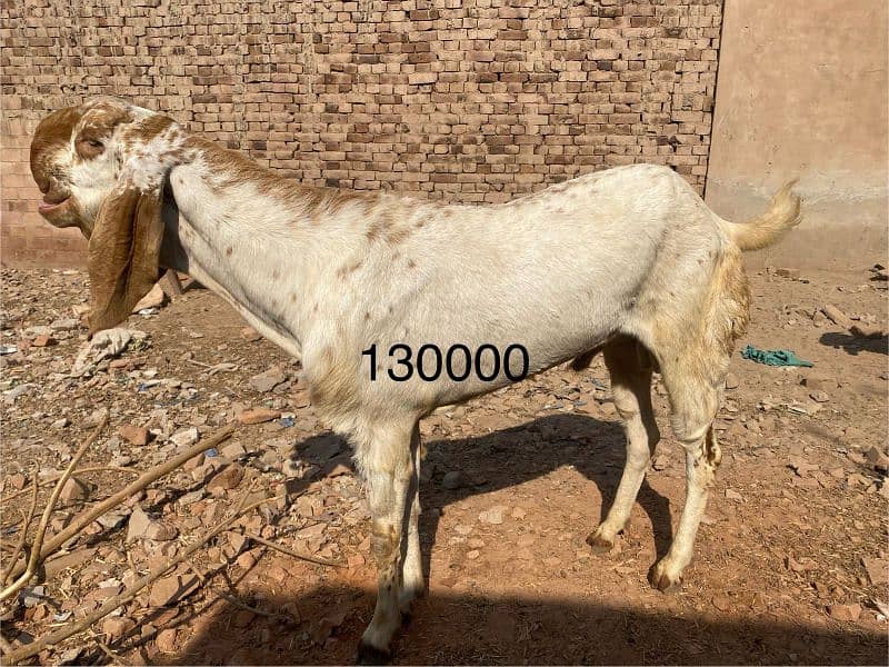 Bakra or dumba sale k lia available hn Multan rashesaabad mn 4