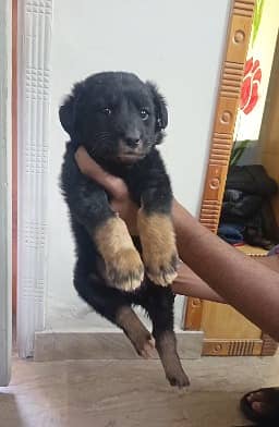 Pedigree German Shepherd puppy| Long Coat puppies | gsd dog 1