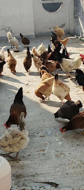 fertile eggs available ghr ki desi Hans eggs laying 03034190298 0