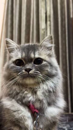 Cat persian