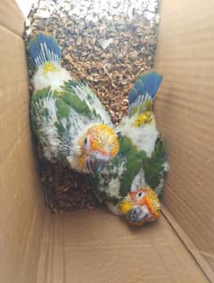 Sun conure chicks read ad