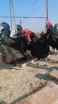 A+ australorp male and egg laying females for sale