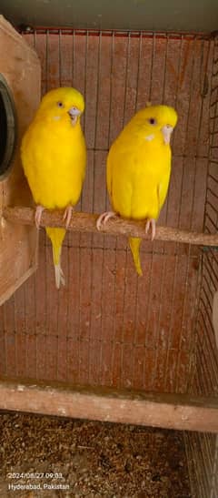 Kind Budgies & Hogo Romo & Red Eyes Bujri & Under size Breeder Pairs