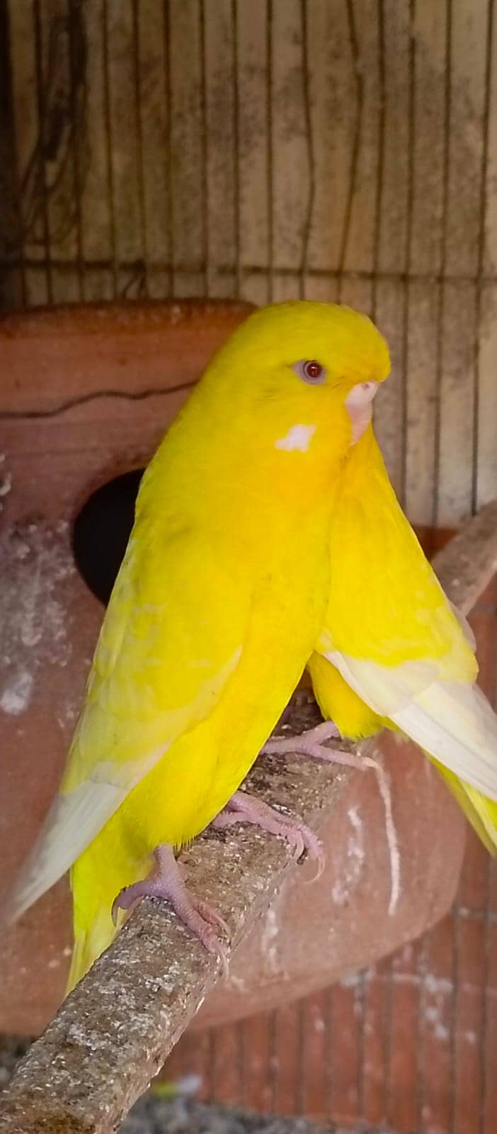 Kind Budgies & Hogo Romo & Red Eyes Bujri & Under size Breeder Pairs 1