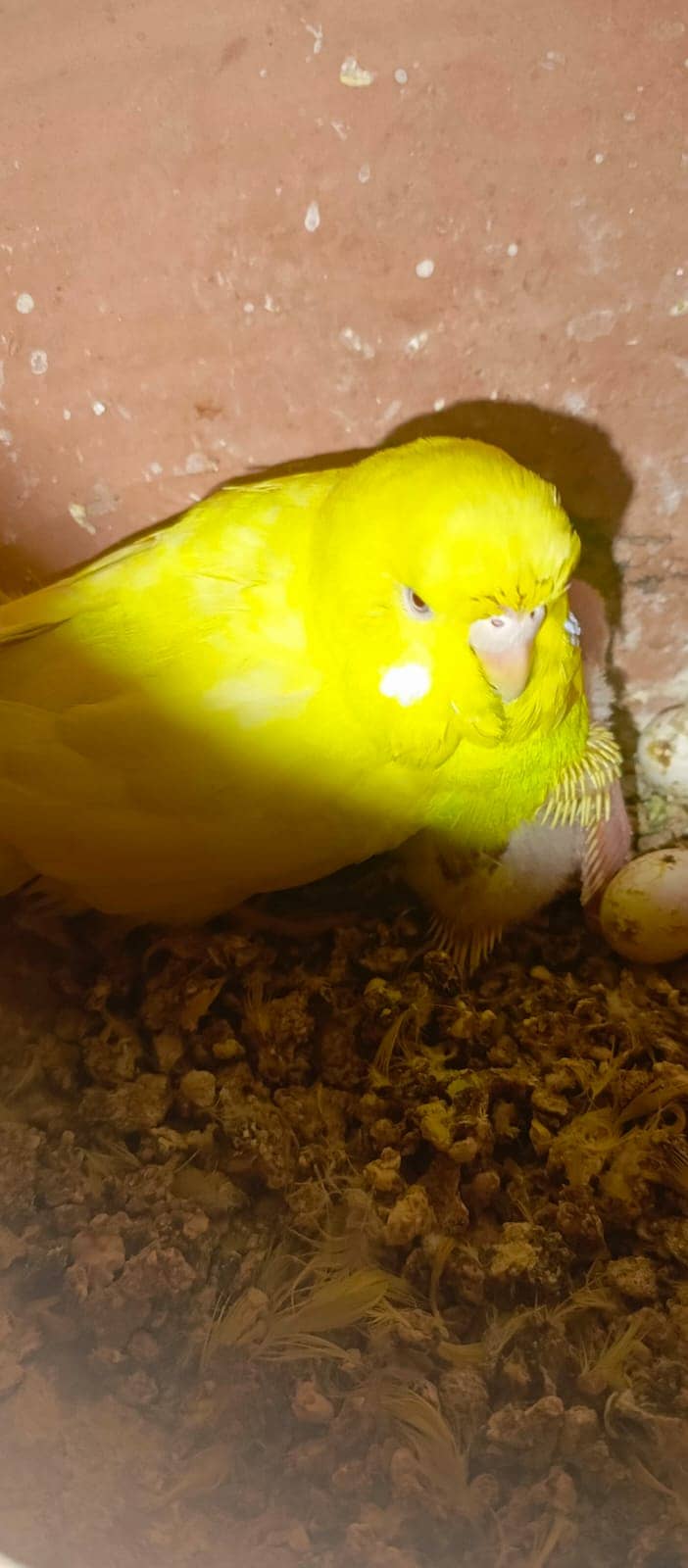 Kind Budgies & Hogo Romo & Red Eyes Bujri & Under size Breeder Pairs 2