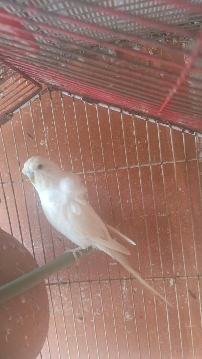 Kind Budgies & Hogo Romo & Red Eyes Bujri & Under size Breeder Pairs 3