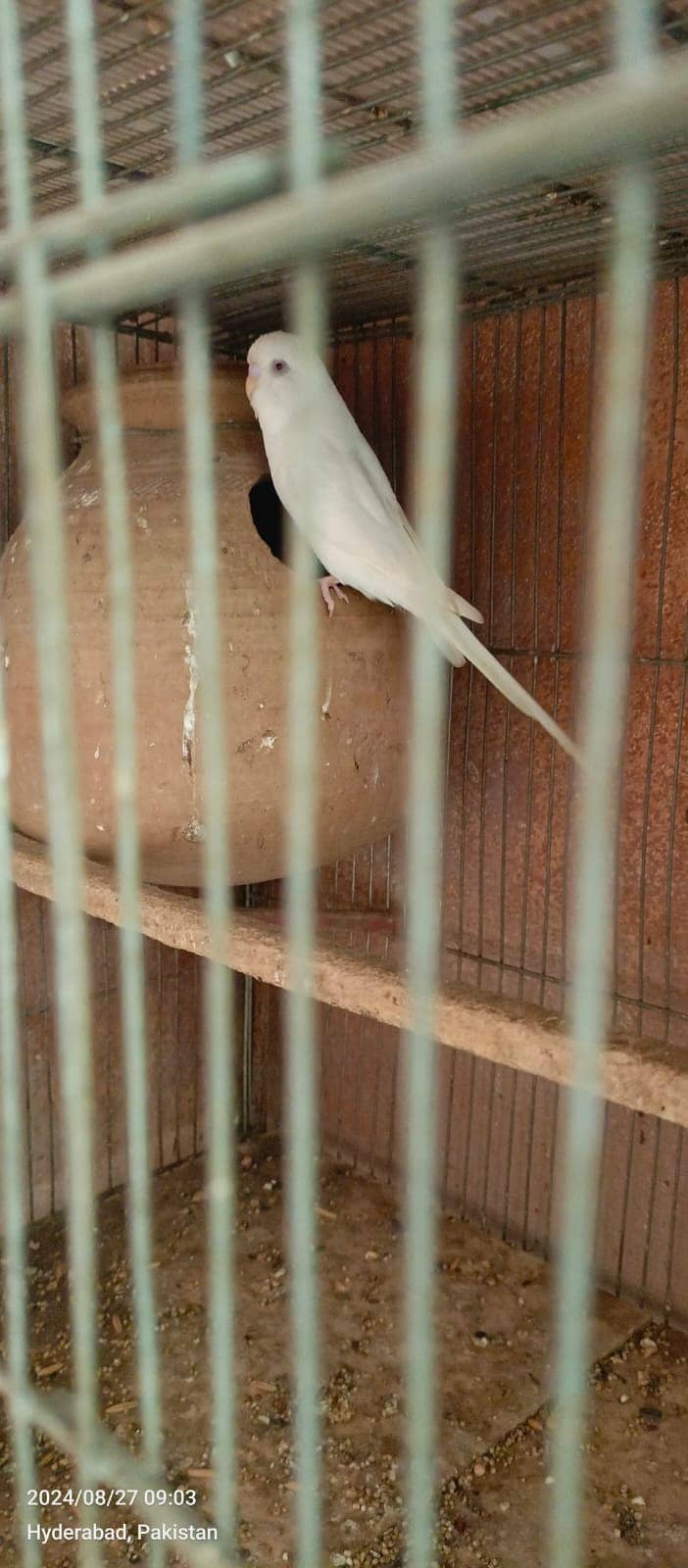 Kind Budgies & Hogo Romo & Red Eyes Bujri & Under size Breeder Pairs 4