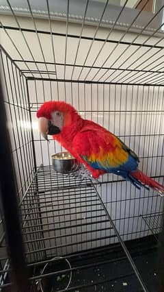 red macaw parrot cheeks for sale 03=36=044=60=68