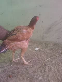 pure aseel Madi, High-Quality Muski Pure Aseel Madi or chick for sale