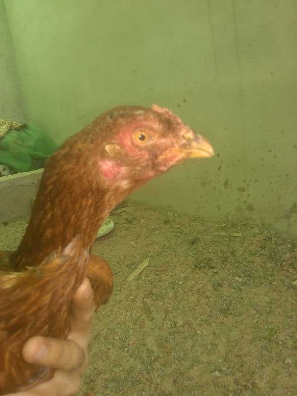 Madi, High-Quality Muski Pure Aseel Madi, fertile eggs chick for sale 10