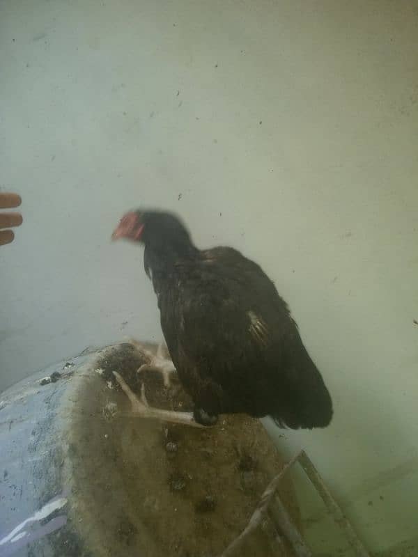 Madi, High-Quality Muski Pure Aseel Madi, fertile eggs chick for sale 13