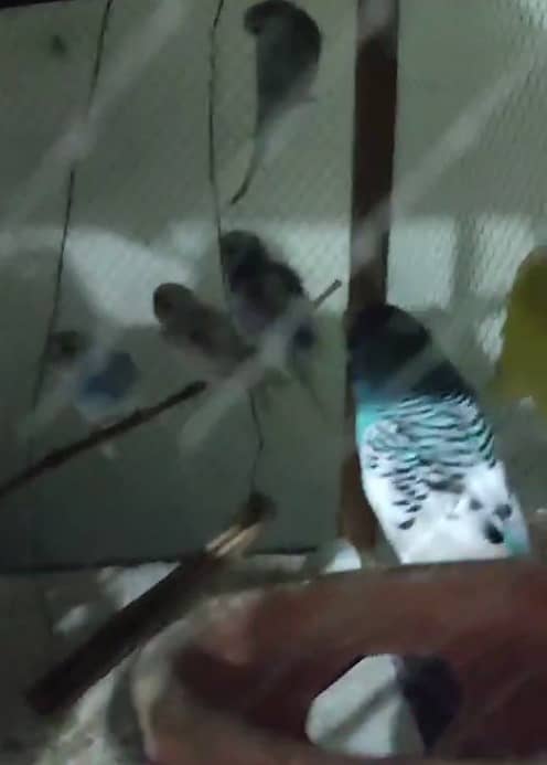 Beautiful Breeder budgies available for sale 1