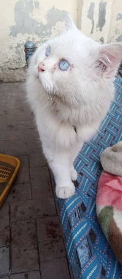 Malaysian double coat Blue Eyes male cat