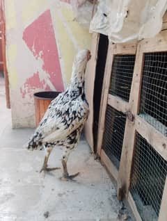 Galwa Hen