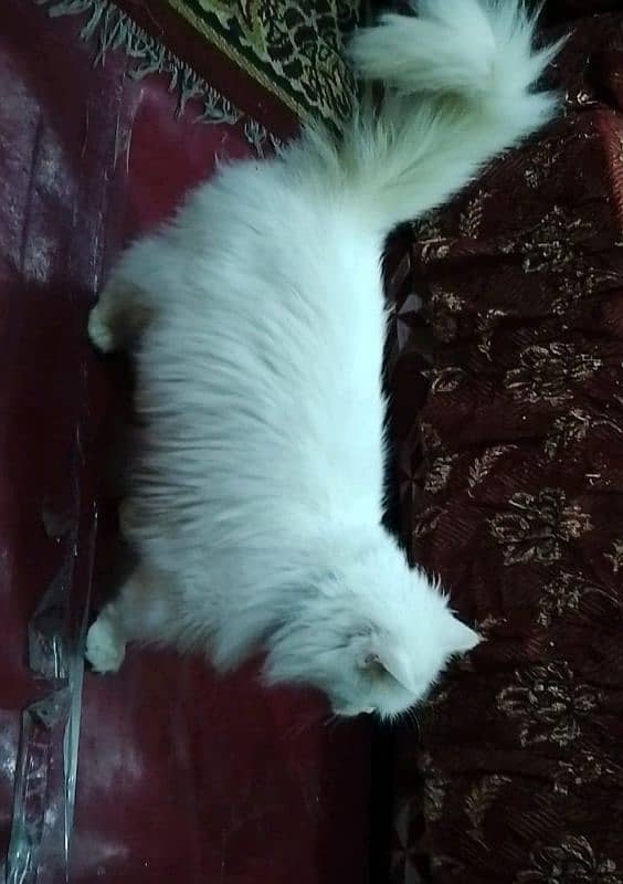 Persian punch face triple coated stud male 1