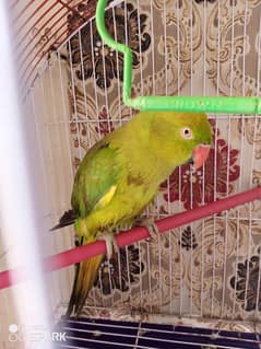 cage with talking parrot for sale