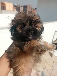 Shihtzu puppy female tail less