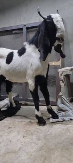 top quality bisar bakra 11 months