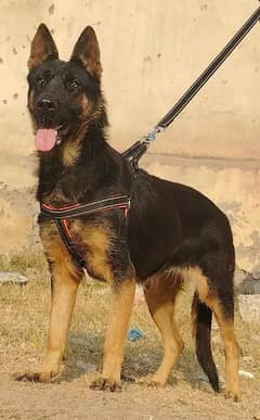 Alsheision bhagyary female age 10 month sequrty dogs