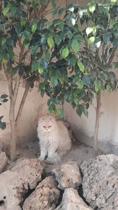 Persian Female Adult cat