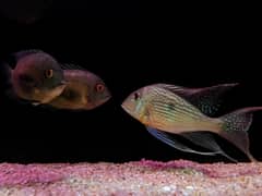 Geophagus