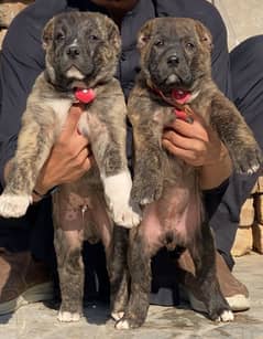 King Alabai Pair For Sale / security dog