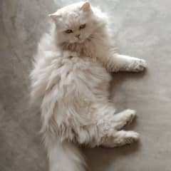 Pure Persian Female cat