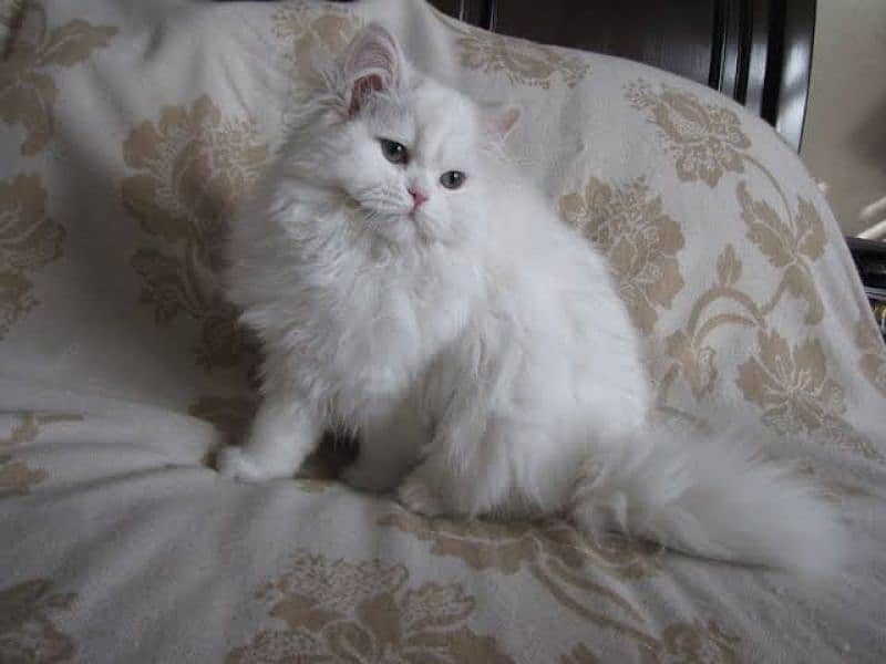 Pure Persian Female cat 1