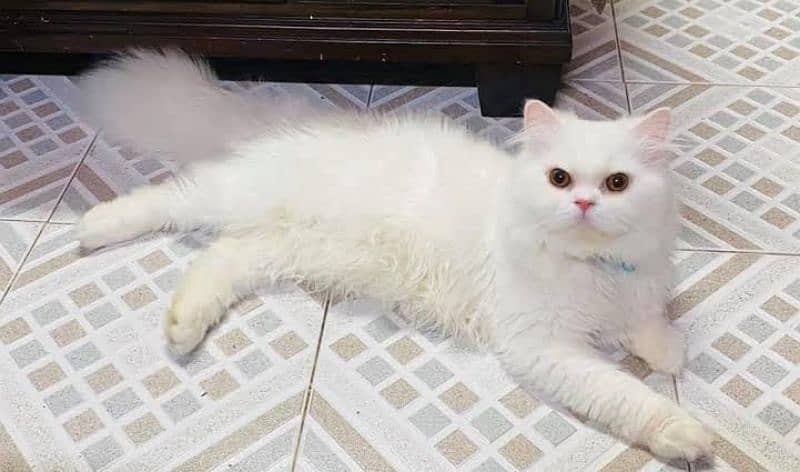 Pure Persian Female cat 3