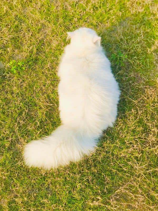 Pure Persian Female cat 4