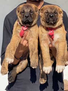 Kurdish kangal / Security Dog / King Kurdish kangal Pair For Sale