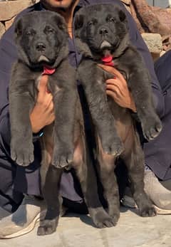 King Alabai Pair For Sale / security dog / Alabai Breed