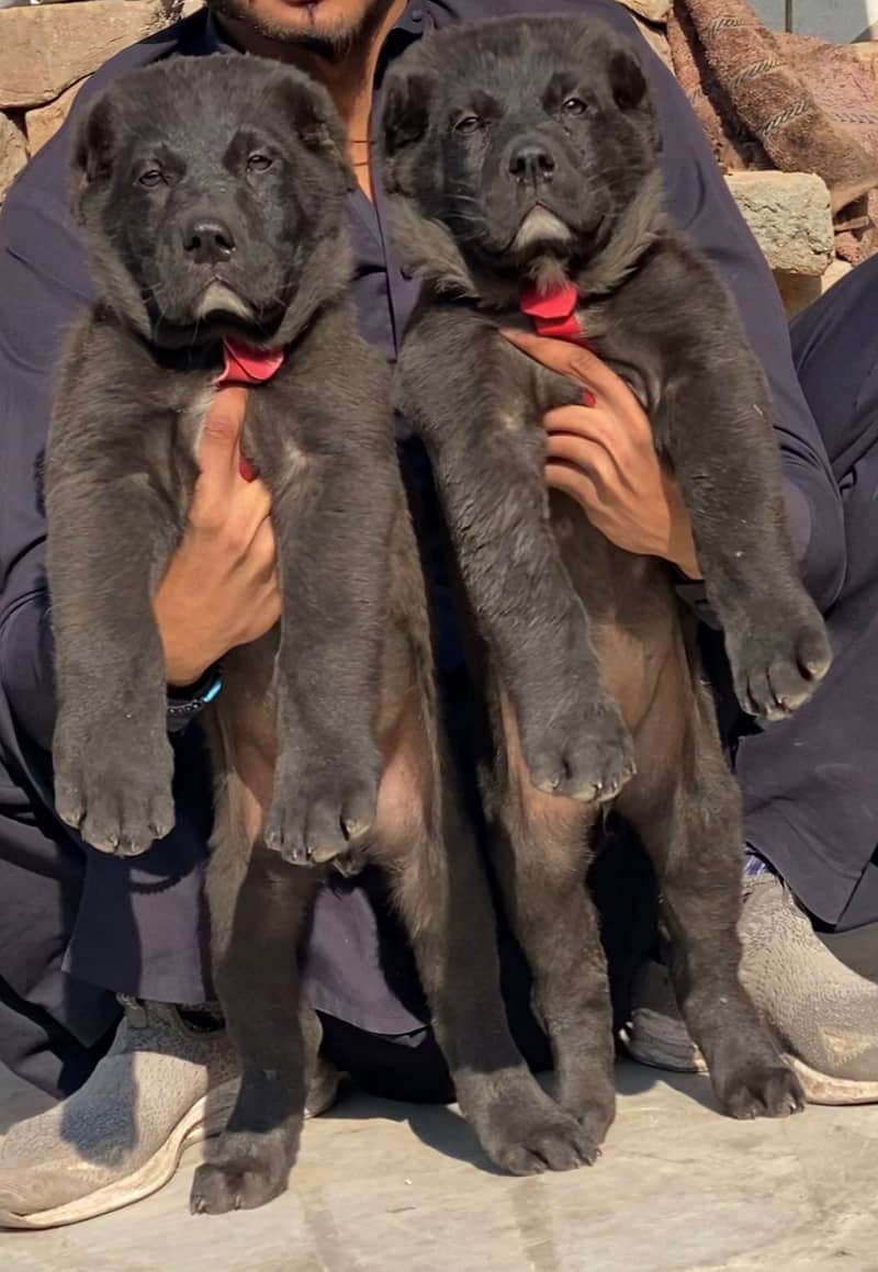 King Alabai Pair For Sale / security dog / Alabai Breed 0