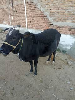 Cow for sale