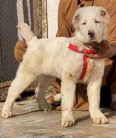 King Alabai Male Dog For Sale / security dog / Alabai Breed