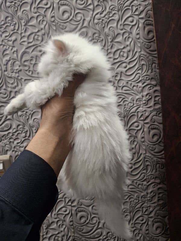 white male kitten 1