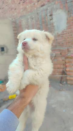 Russian male puppy zero size