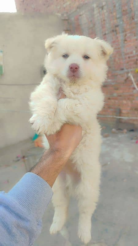 Russian male puppy zero size 1