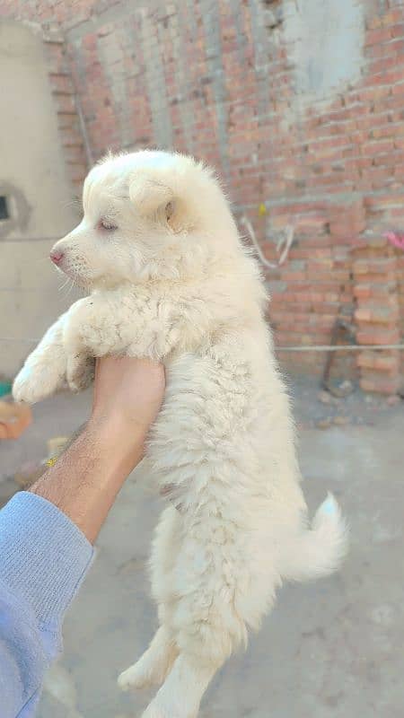 Russian male puppy zero size 2