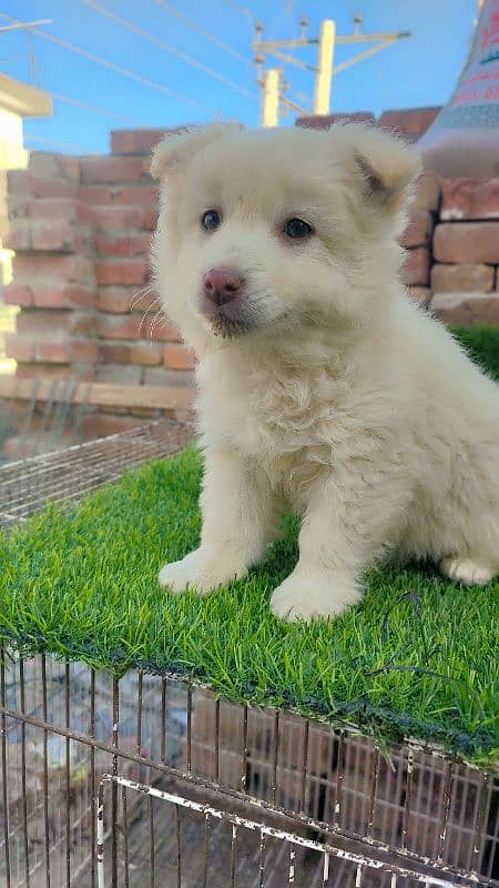 Russian male puppy zero size 3