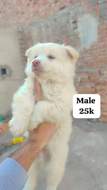 Russian male puppy zero size 5