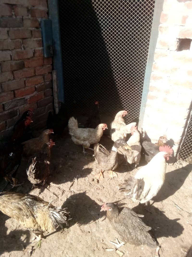 Desi murgi for sale  03062579624 0